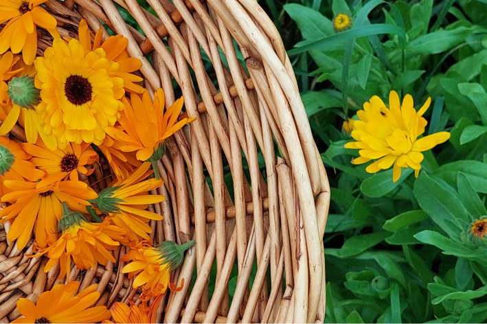 Håndplukkede morgenfruer fra Thorupstrand til naturlig hudpleje.
