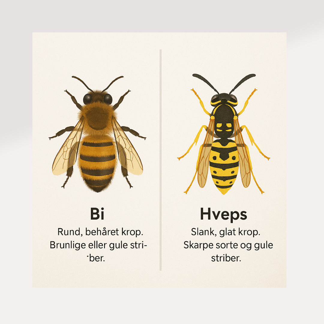 Bi eller hveps? – Printbart læringskort