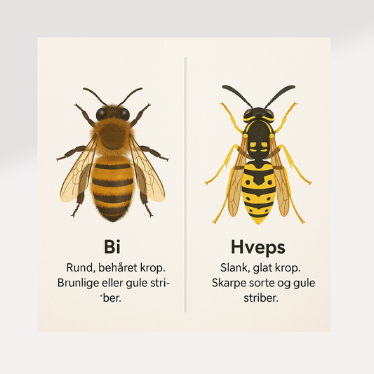 Bi eller hveps? – Printbart læringskort